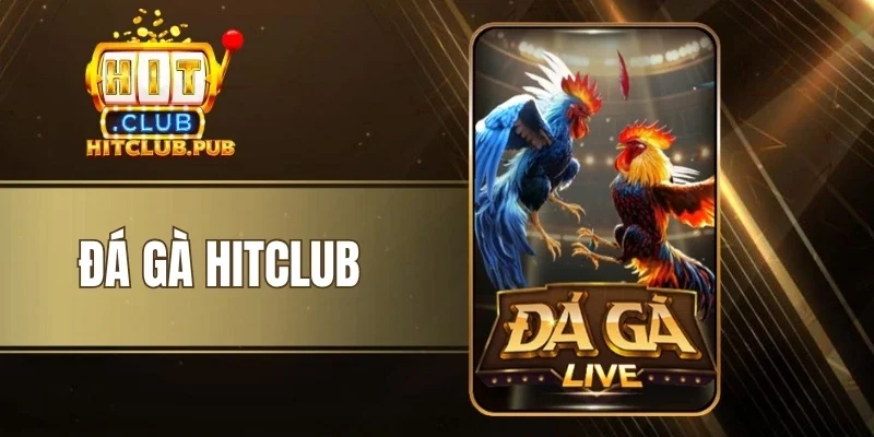 Đá Gà Hitclub - Kịch Tính Cùng Nhiều Trận Đấu Chọi Kê